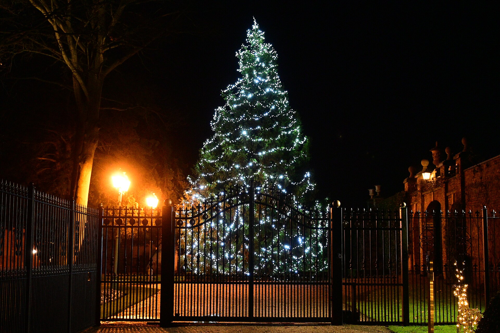 A Christmas tree covered in blue and white lights at night.