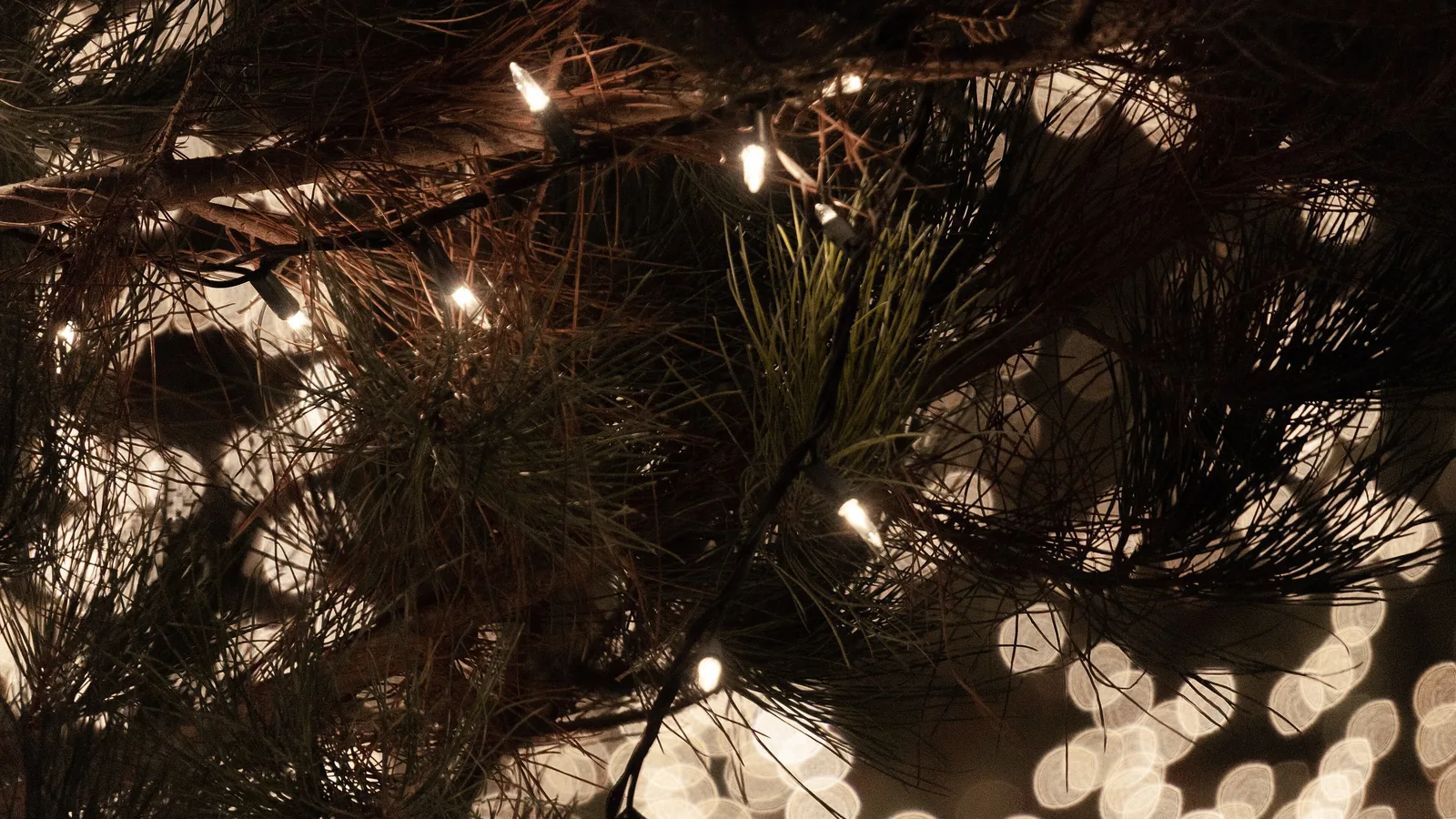 Soft circles of red, green, and gold Christmas lights.