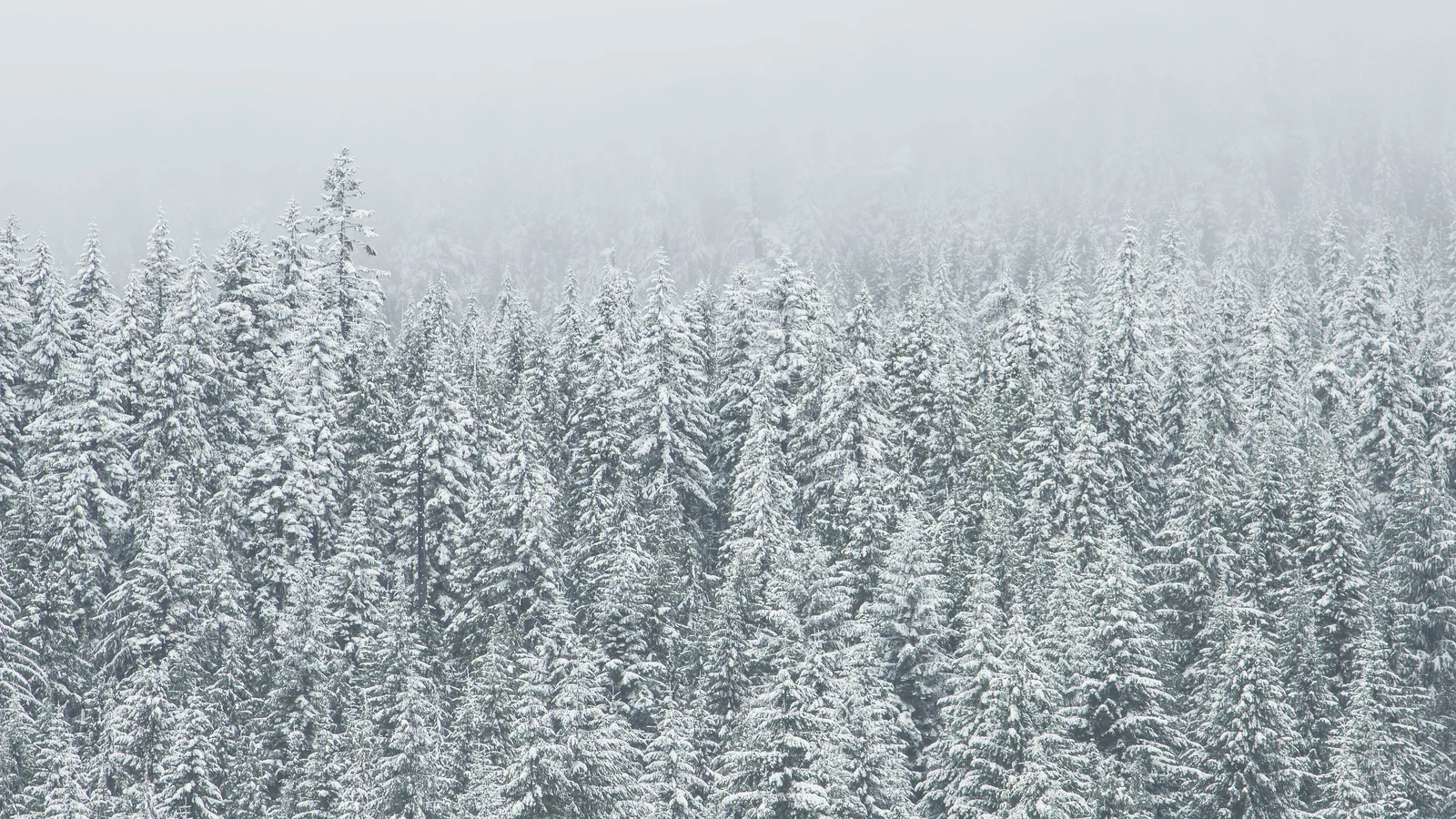 Snow-covered evergreen trees in a winter landscape.