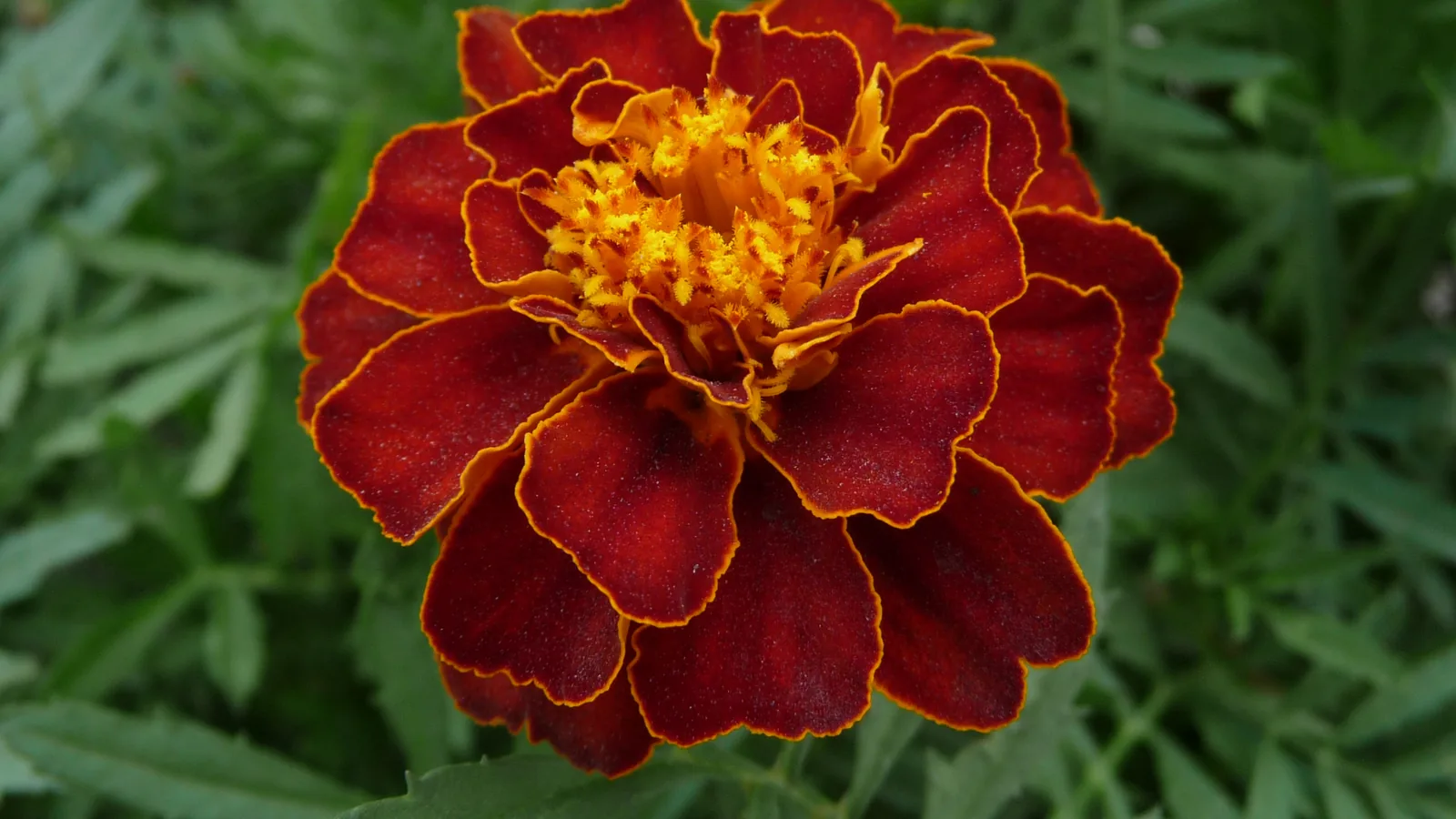 A garden bed of orange marigolds.