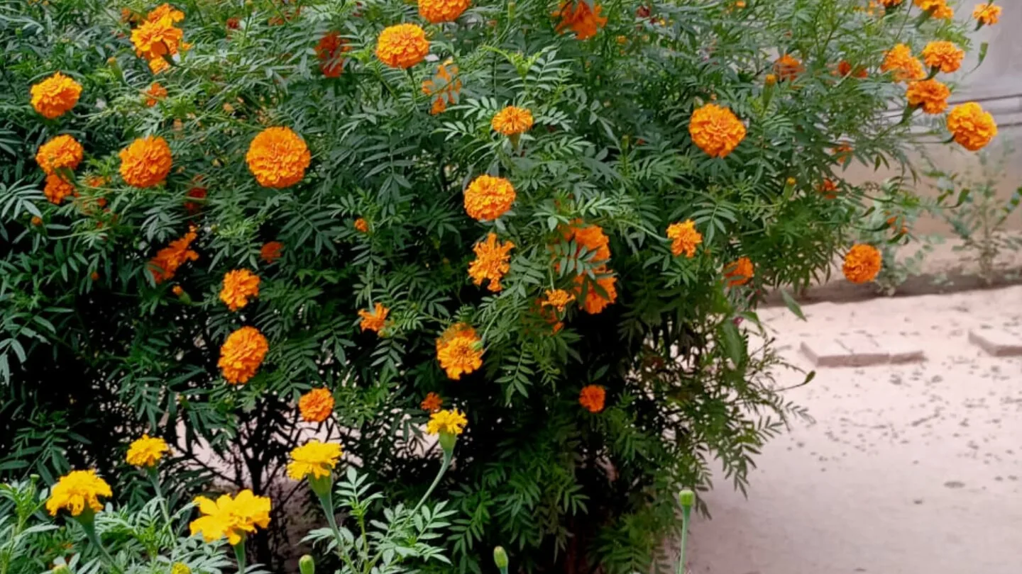 Yellow marigold blooms.