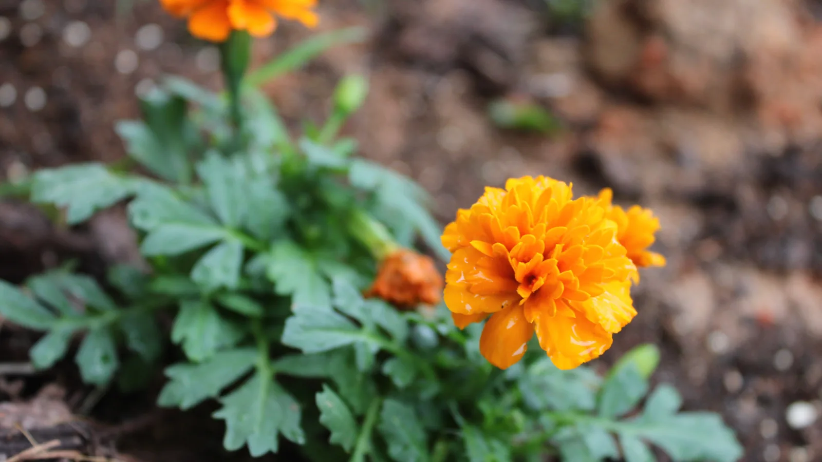 Orange marigold flowers.