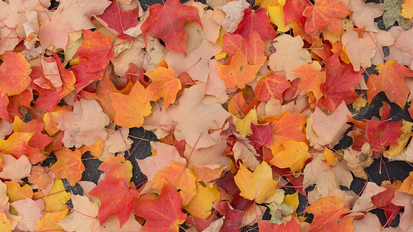 Fallen maple leaves in red and orange on the ground.