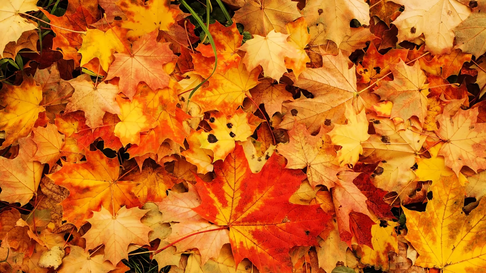 Maple leaves in red and yellow.