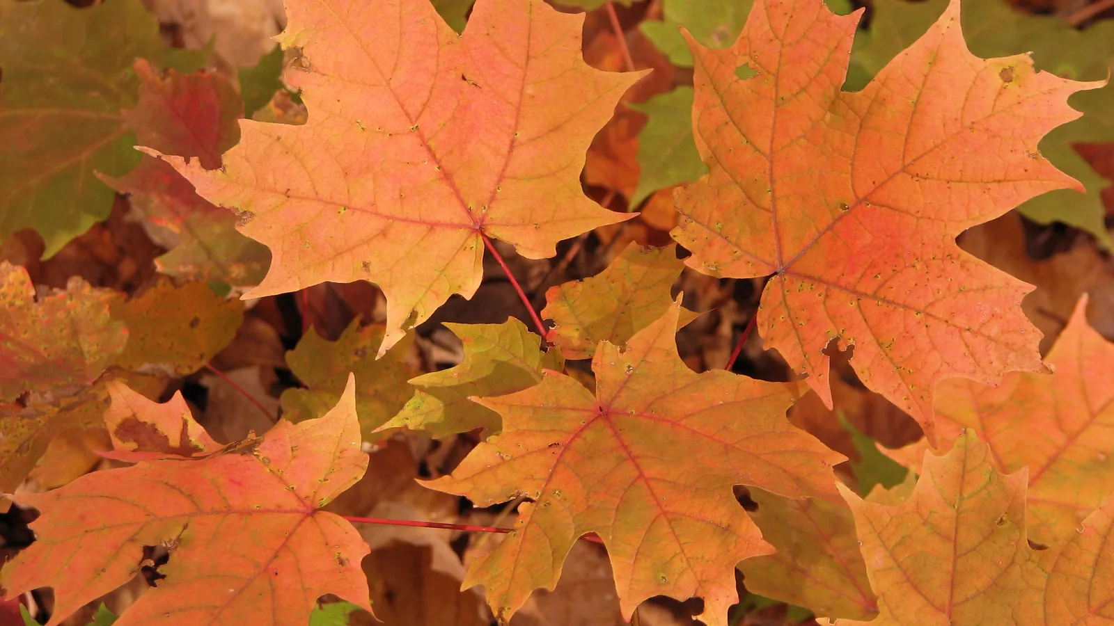 A close view of orange maple leaves.