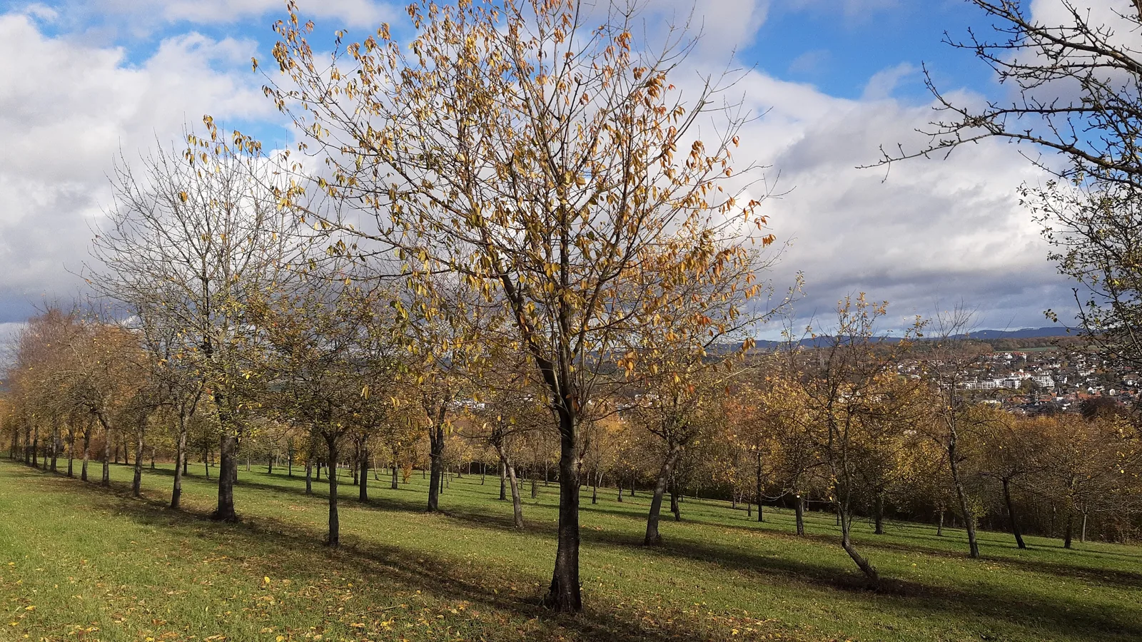 Rows of apple trees in an orchard.