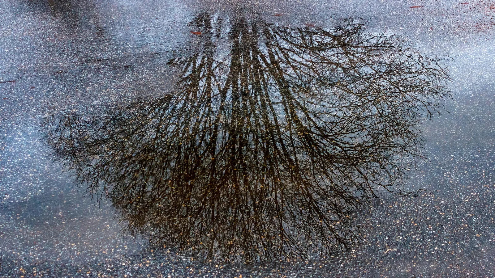 A tree reflected in a rain puddle.