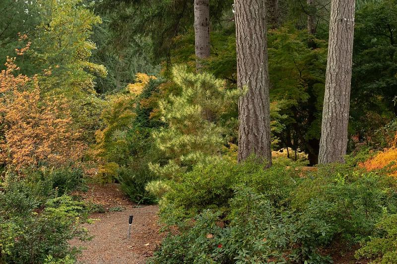 A path through the Lake Wilderness Arboretum in Maple Valley.