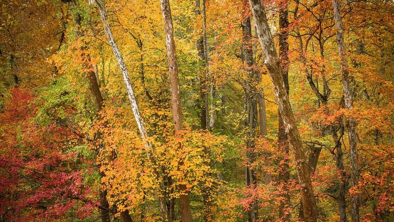 A trail through an autumn forest, with yellow and orange leaves.