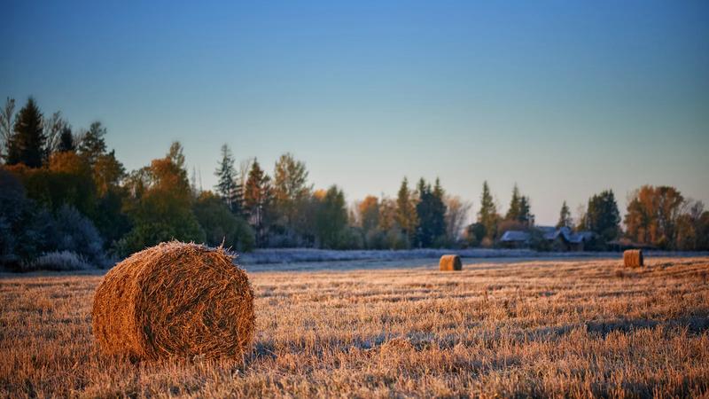 A haystack in a mown field.