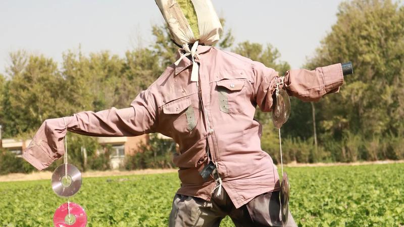A scarecrow standing in a farm field.