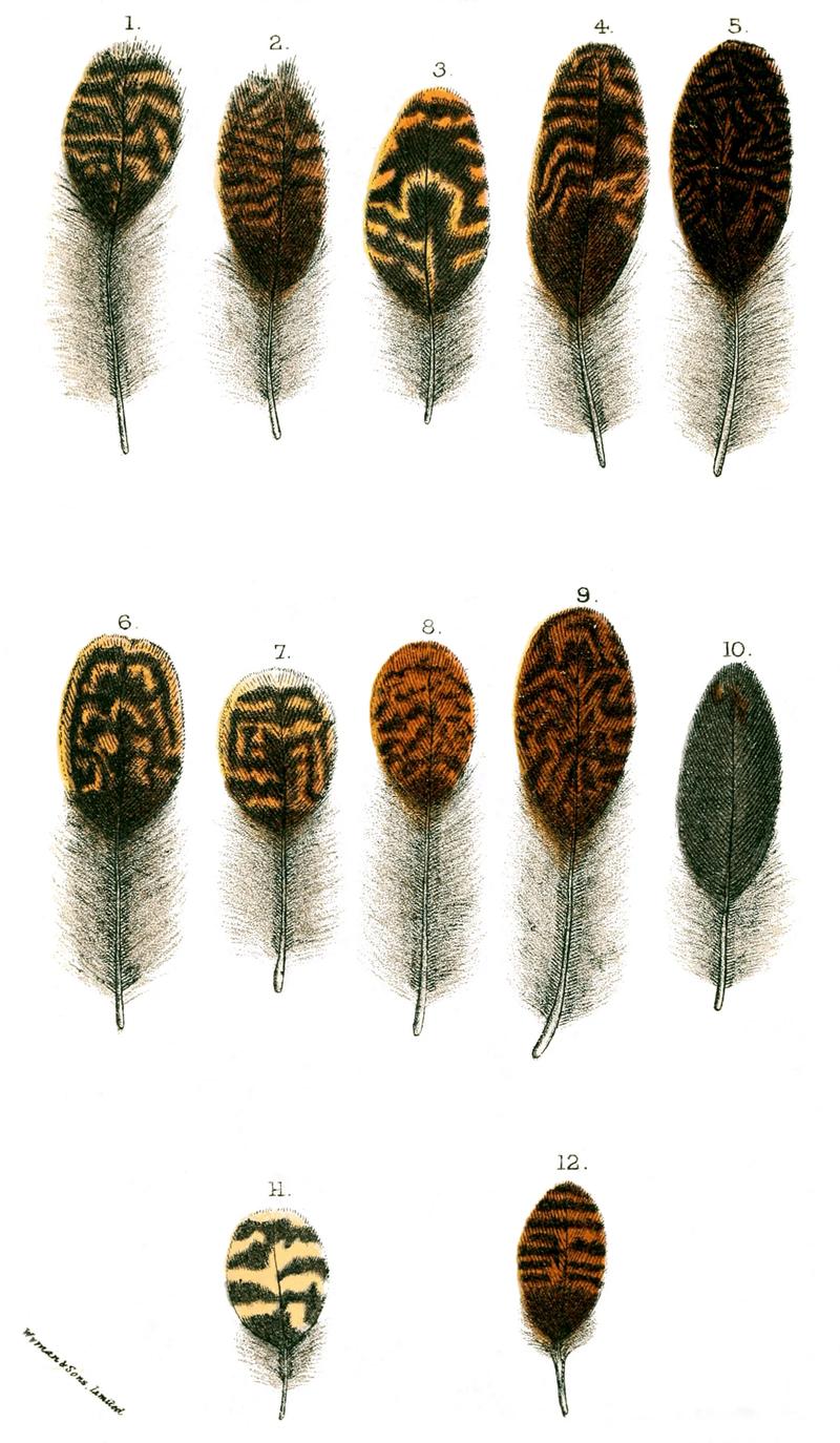 A printed plate of grouse feathers from a nineteenth-century bird handbook.