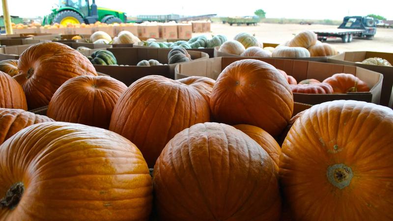 Cardboard boxes of orange pumpkins at a farmers market.