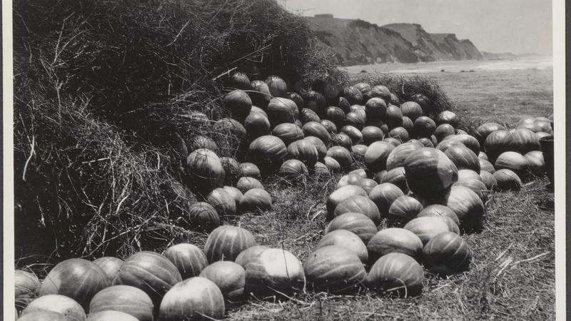 Large pumpkins sitting in the grass, with cliffs behind them.