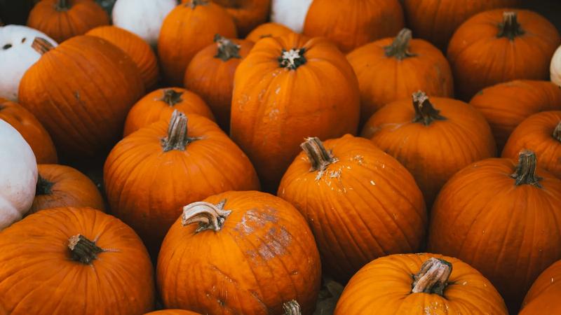 Pumpkins set out among trees.