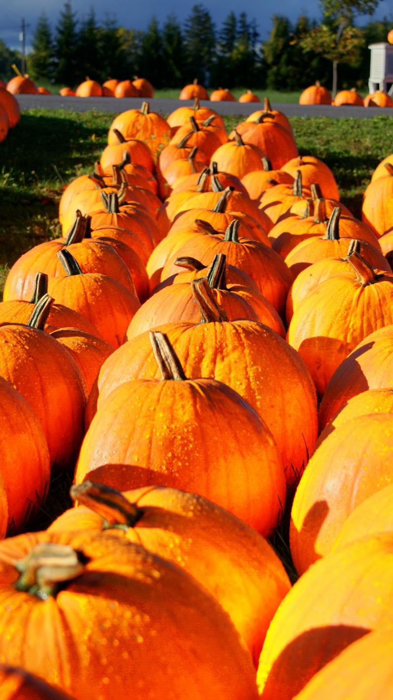 A row of orange pumpkins lined up on the grass.
