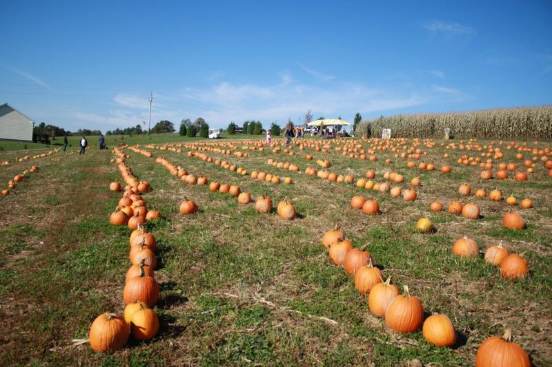 Pumpkins and gourds arranged on stone steps.