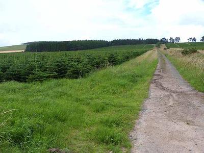 Neat rows of small evergreens in a Christmas tree field.