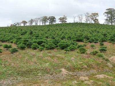 Rows of young evergreens on a Christmas tree farm, with hills behind them.