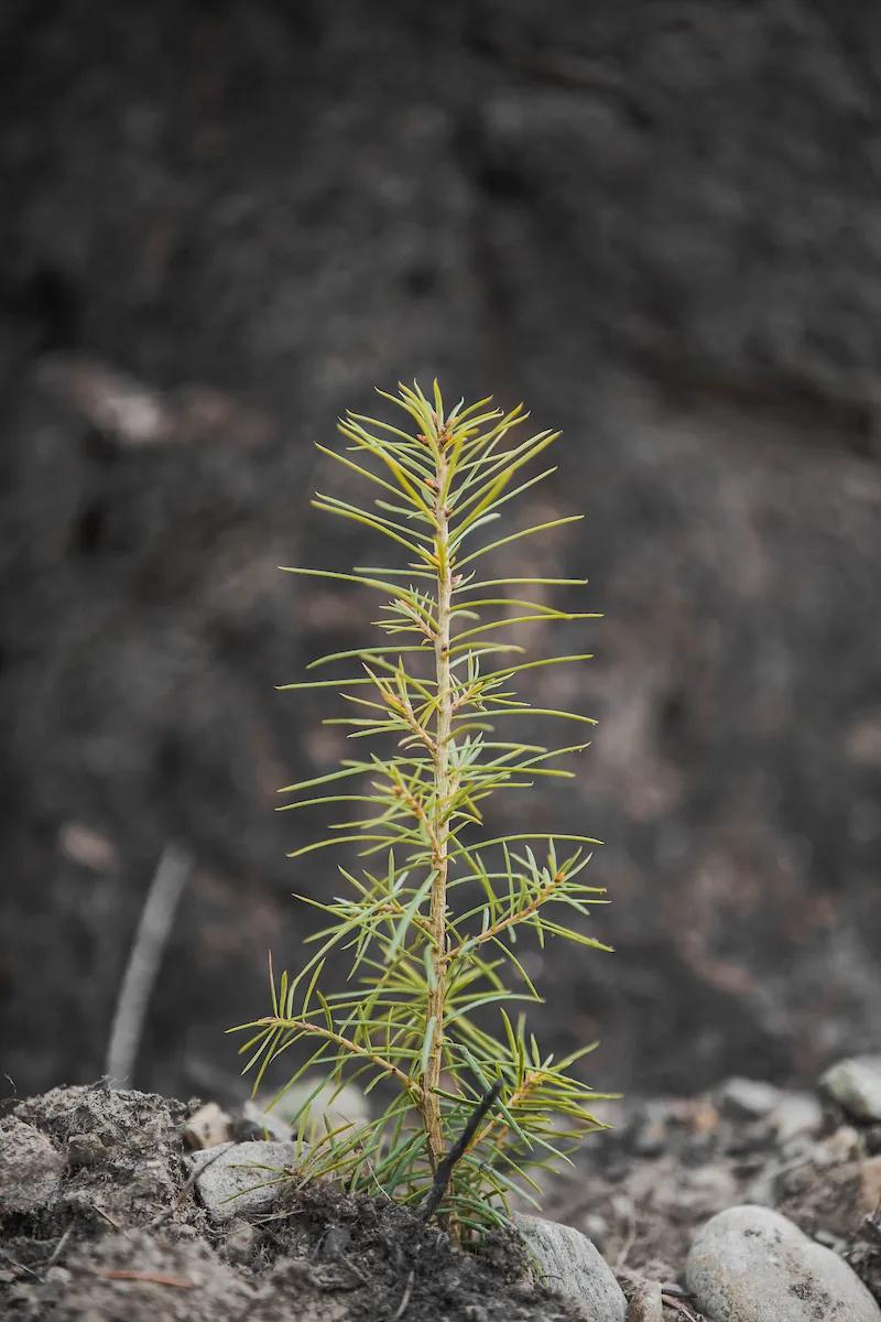 A young tree sapling growing in a forest.
