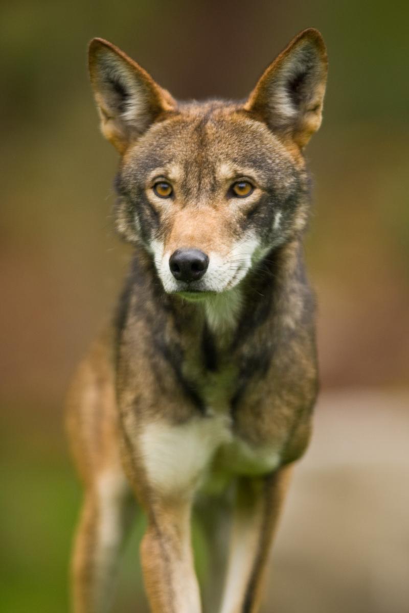 A red wolf standing in the grass at Point Defiance Zoo.